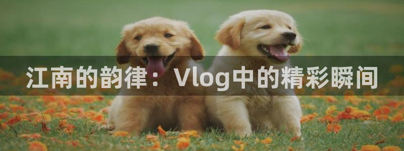 糖心是啥：江南的韵律：Vlog中的精彩瞬间